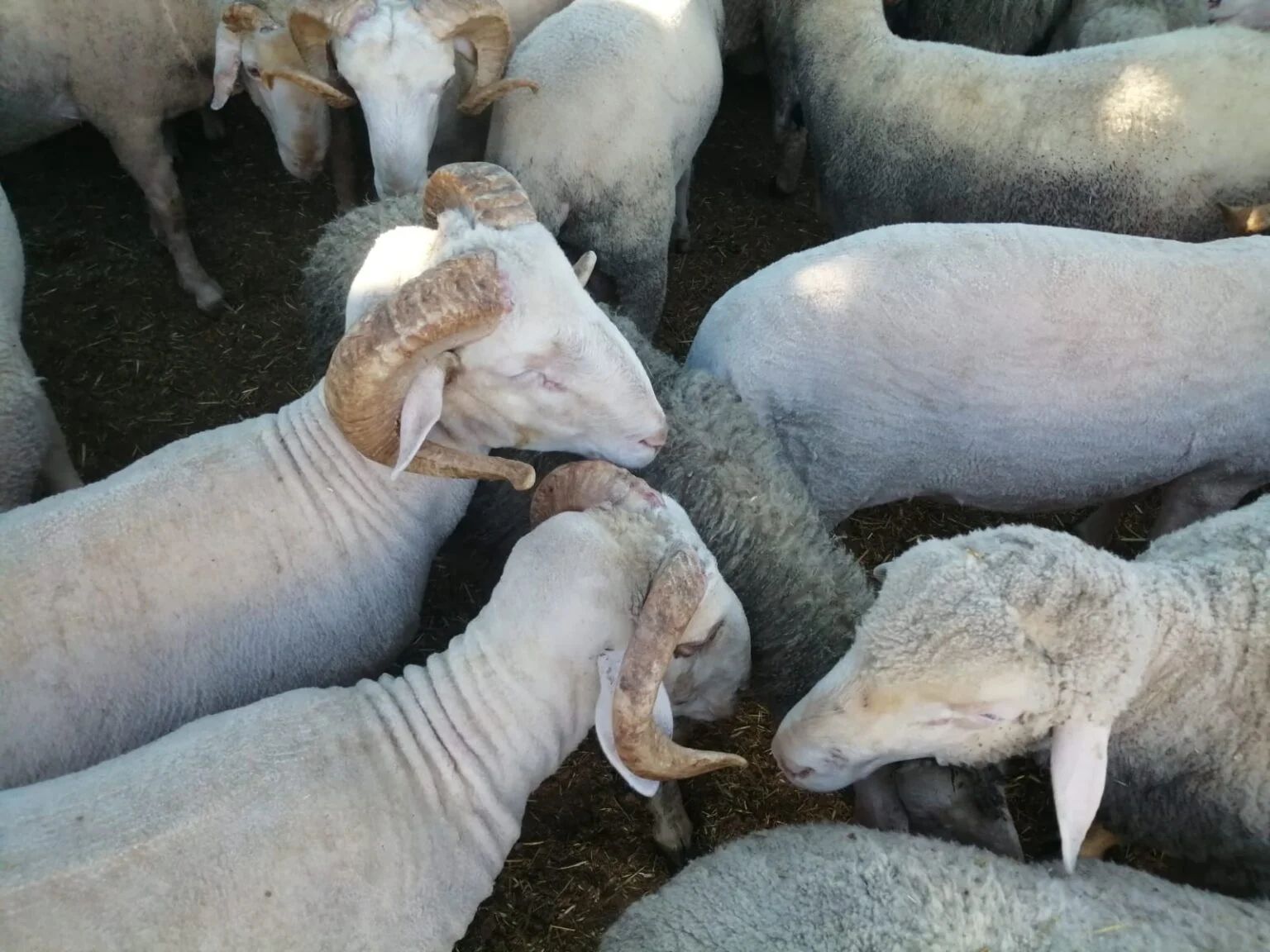 Blog | Adak Neden Kesilir?